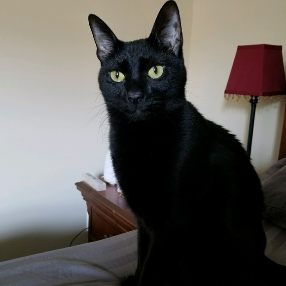 Meet your Posher, Angel - Picture 1 of 1